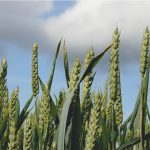 Agriculture commodities, wheat field sky