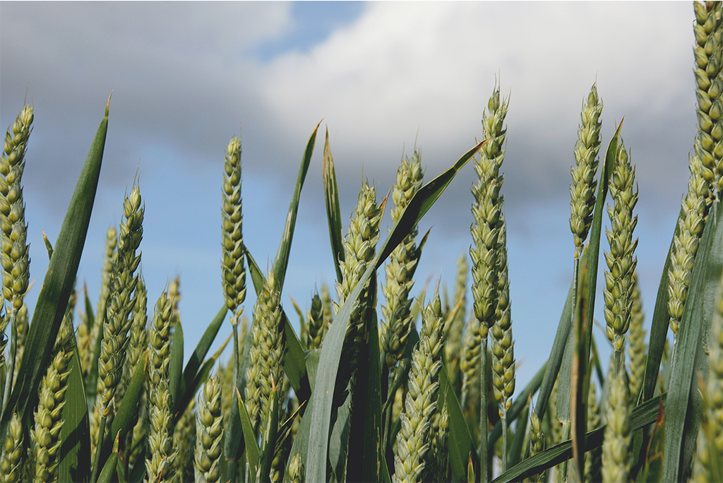 Agriculture commodities, wheat field sky